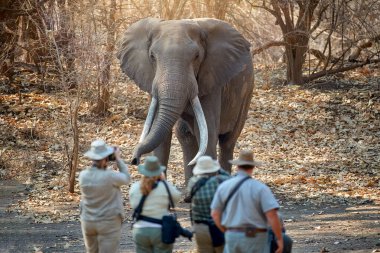 Afrika 'da safaride: Arkadan bir grup fotoğrafçı, uzun dişli dev bir erkek filin önünde duruyorlar. Safari vahşi doğada yürüyor, Mana Havuzları UNESCO alanı, Zimbabwe.