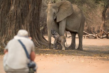 Afrika 'da bir safaride: Arkasından safari yapan bir turist açık alanda yürürken Mana Havuzları, Zimbabwe' deki kuru bir ormanın arka planında filleri, anne ve yavruyu fotoğraflıyor..