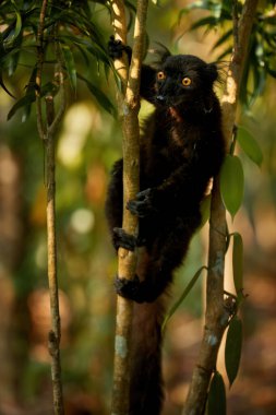 Kara lemurun portresi, Eulemur macaco. Madagaskar 'dan gelen karanlık lemur yağmur ormanlarının doğal ortamında. Göz teması, siyah kürk, parlak turuncu gözler. Madagaskar 'a seyahat edeceğiz..