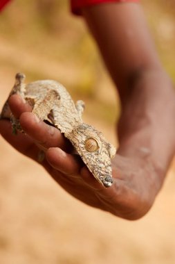 Madagaskar 'daki Gecko koruma alanı: Mossy yaprak kuyruklu Gecko, Uroplatus sikorae, kamuflaj ustası, yerel bir Malagasy adamının elindeki vahşi hayvan. Dikey resim.