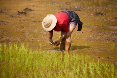 Malagasy 'li bir kadın pirinç ekiyor. Çamurlu bir tarlada elinde yeşil pirinç tohumu tutan şapkalı bir kadın. Madagaskar 'da el yapımı pirinç. Bir kadının işi..