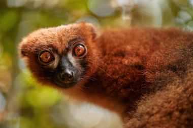 Kırmızı karınlı lemur, Eulemur rubriventer, kestane kahverengisi portresi turuncu lemura, dişi, Madagaskar 'a özgü. Lemur doğrudan kameraya bakıyor, göz teması, Madagaskar vahşi yaşam teması.