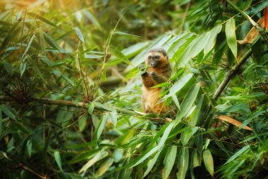 Madagaskar korumalı lemurlar: Altın bambu lemuru, Hapalemur aureus, vahşi hayvan, bambu yapraklarıyla kritik derecede tehlike altındaki bambu lemurları besleniyor. Ranomafana Ulusal Parkı, Madagaskar.