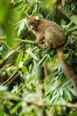 Lemur koruma teması: Doğu daha az veya gri Bambu Lemur, Hapalemur Griseus, Ranomafana Ulusal Parkı, Madagaskar 'daki yağmur ormanlarında güneş ışınları ile arka planda, dal, göz teması üzerinde oturuyor.