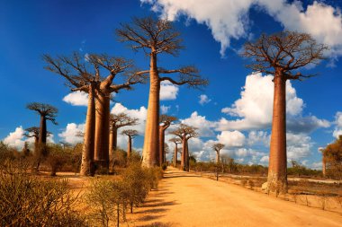 Meşhur Baobab sokak ağaçları, mavi gökyüzüne karşı, günbatımı bulutları aydınlatan. Madagaskar 'daki Baobab Bulvarı. Seyahat teması Madagaskar.