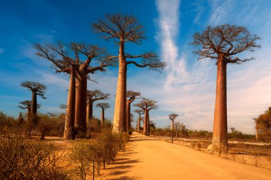 Meşhur Baobab sokak ağaçları, mavi gökyüzüne karşı, günbatımı bulutları aydınlatan. Madagaskar 'daki Baobab Bulvarı. Seyahat teması Madagaskar.