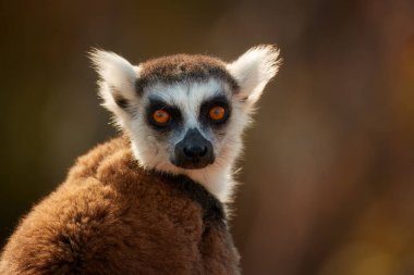 Halka kuyruklu lemur, Lemur catta, Madagaskar 'a özgü nesli tükenmekte olan bir hayvan, bir kayanın kenarına tünemiş, güneşten ısınıyor. Vahşi Madagaskar.