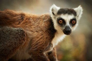 Halka kuyruklu lemur, Lemur catta, Madagaskar 'a özgü nesli tükenmekte olan bir hayvan, bir kayanın kenarına tünemiş, güneşten ısınıyor. Vahşi Madagaskar.