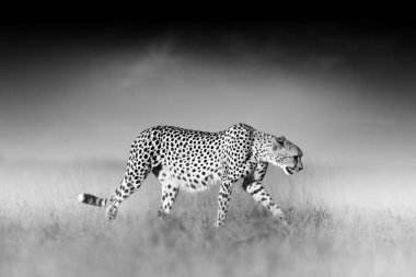 Sanatsal olarak, tek renkli Çita Fotoğrafı, Açık Savanada Acinonyx Jubatus, bulanık, karanlık bir arka plan. Nxai Pan Ulusal Parkı, Botswana.