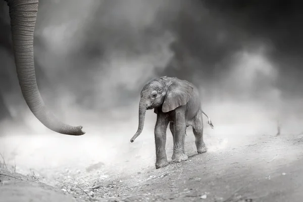 Elephant poster, black-and-white art: a newborn baby elephant following huge trunk of mother elephant in a cloud of dust. Direct view, artistic postprocess, monochrome poster or illustration theme.