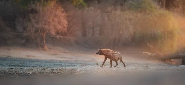 Spotted Hyena Crocuta Crocuta Walking Dry River Bad Forest Illuminated — Stock Photo, Image