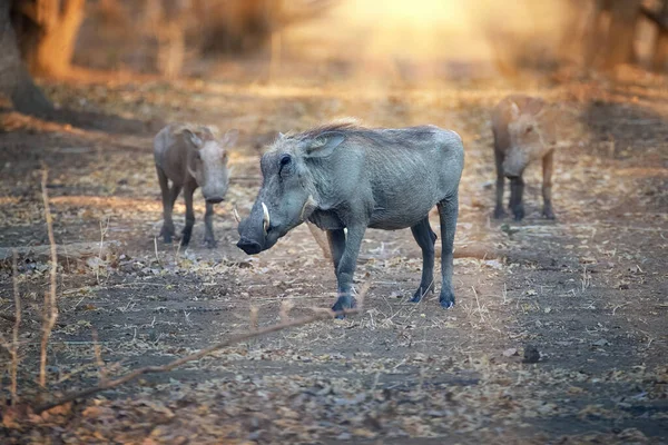Warthog Comum Phacochoerus Africanus Fechar Três Porcos Selvagens Floresta Seca — Fotografia de Stock