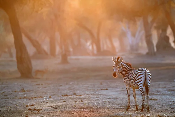 赞比西河上的玛娜普尔国家公园的野生动物 被升起的太阳照亮的小斑马 五彩缤纷的橙色阳光穿过天篷 被非洲自然所包围 津巴布韦 — 图库照片