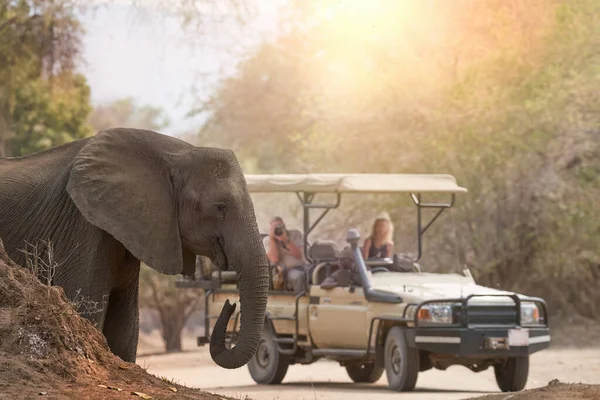 Safari África Turistas Safari Cielo Abierto Observando Elefantes Primer Plano —  Fotos de Stock