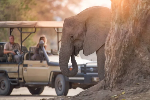 アフリカのサファリ 前景で象を見ているオープンルーフサファリカーの観光客 マナプール ジンバブエ — ストック写真