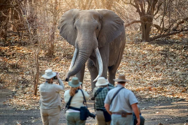 Afrika 'da safaride: Arkadan bir grup fotoğrafçı, uzun dişli dev bir erkek filin önünde duruyorlar. Safari vahşi doğada yürüyor, Mana Havuzları UNESCO alanı, Zimbabwe.