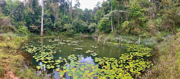 Panoramiczny Widok Rzeki Zielonym Lesie Tropikalnym Ciągu Dnia — Zdjęcie stockowe