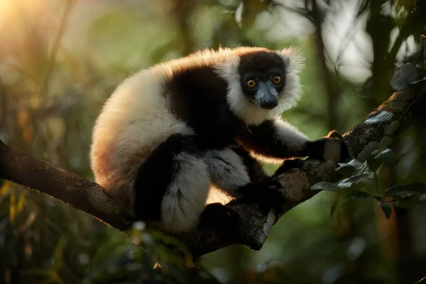 Close Black White Ruffed Lemur Varecia Variegata Branch Native Forest — Stock Photo, Image