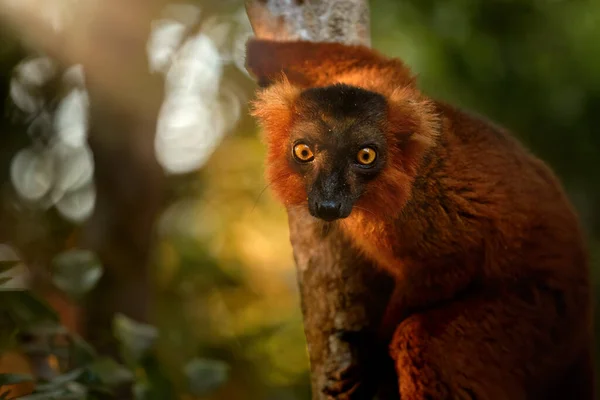 Porträtt Färgglada Naturliga Hybrid Kronad Lemur Och Svart Lemur Solstråle — Stockfoto