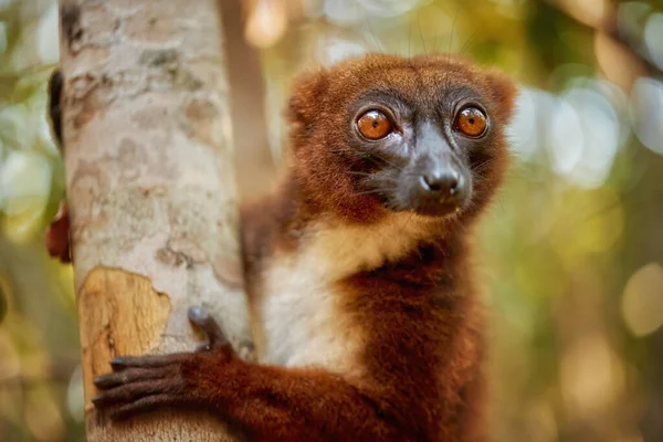 Red Bellied Lemur Eulemur Rubriventer Portrait Chestnut Brown Orange Lemur — Stock Photo, Image