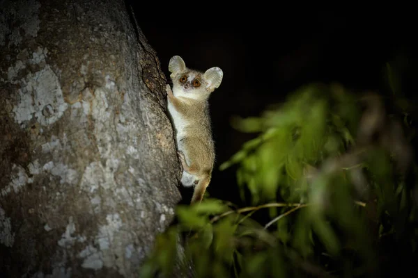 Gri Fare Lemuru Microcebus Murinus Çok Küçük Ağaç Gövdesindeki Gece — Stok fotoğraf