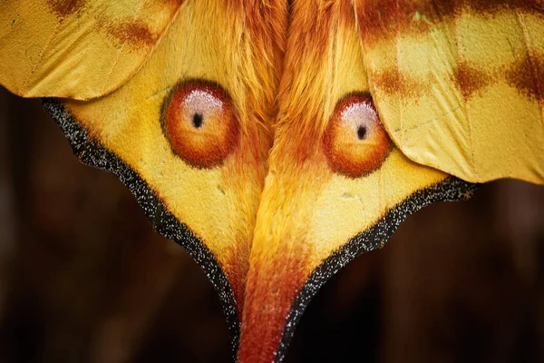 Detalhe Padrão Olhos Vermelhos Uma Enorme Asa Amarela Mariposa Noturna — Fotografia de Stock