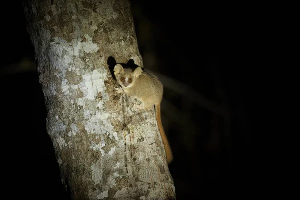 マダガスカルに固有の巨大な耳と目を持つ木の幹の上に非常に小さく夜行性のキツネザルである灰色のマウスのキツネザル — ストック写真