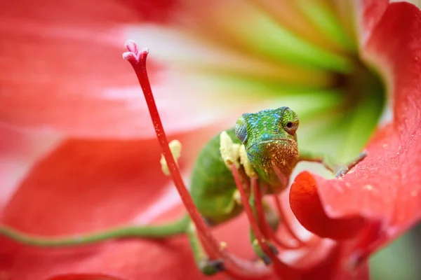 Zielono Niebieski Kameleon Czerwonej Lilii Zbliżenie Patrząc Kamerę Żywe Czerwone — Zdjęcie stockowe