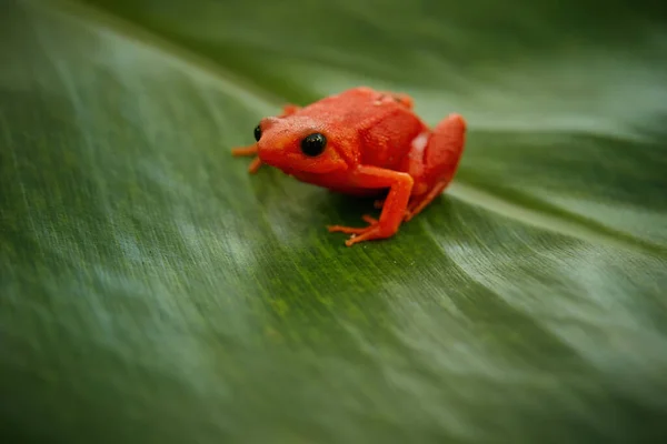 Altın Mantella Mantella Aurantiaca Madagaskar Özgü Zehirli Kırmızı Renkli Kurbağa — Stok fotoğraf