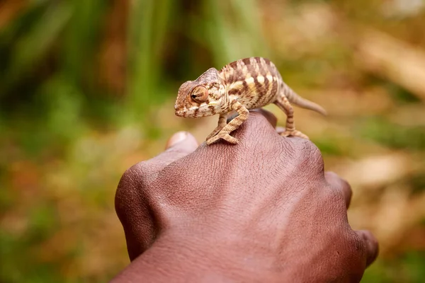 Panther Chameleon Furcifer Pardalis Striped Chameleon Crawling Hand Madagascar Conservationist — Stock Photo, Image
