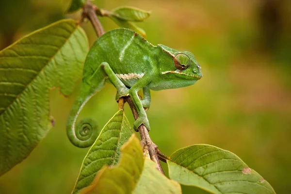 Camaleões Madagáscar Retrato Camaleão Menor Furcifer Menor Camaleão Listrado Verde — Fotografia de Stock