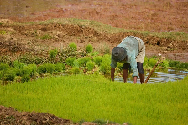 米を植えるマダガスカル人女性 帽子のある女性は 緑の米の苗を保持する泥田に立っています マダガスカルにおける米の手作り 女性の仕事 — ストック写真