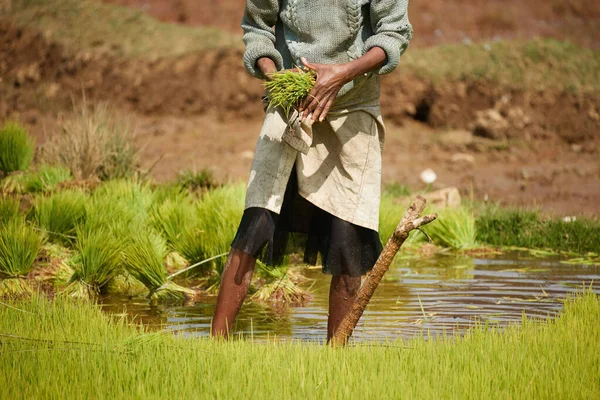 Malagasy Woman Planting Rice Woman Stands Muddy Field Holding Green — Stock Photo, Image