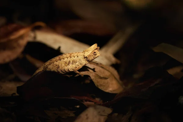 Hidden Animals: Brown leaf Chameleon, Brookesia Superciliaris, a small chameleon Imitating the Brown Leaves. Shades of brown and gold colors. Ranomafana national park, wild Madagascar.