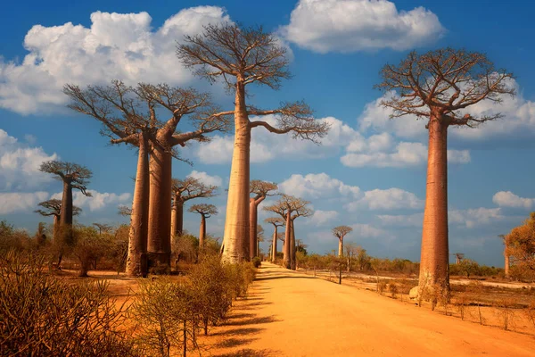 Famous Baobab Alley Trees Blue Sky Sunset Lit Clouds Avenue — Stock Photo, Image