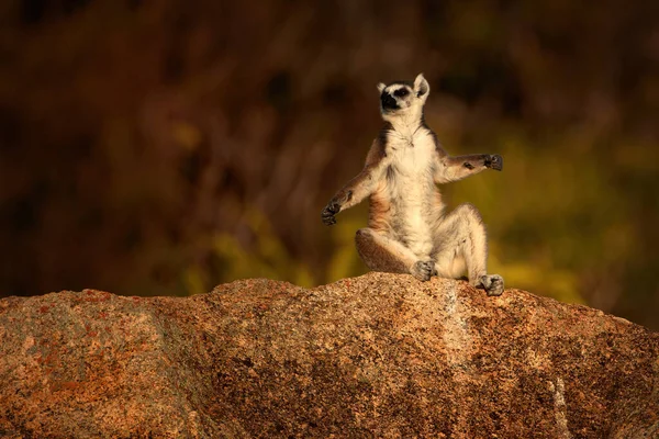 Lemur Lemur Catta Zagrożone Zwierzę Endemiczne Dla Madagaskaru Siedzące Krawędzi — Zdjęcie stockowe