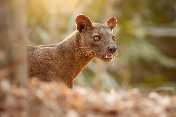 Madagáscar Fossa Predador Apex Caçador Lémures Retrato Vista Frontal Dentes — Fotografia de Stock