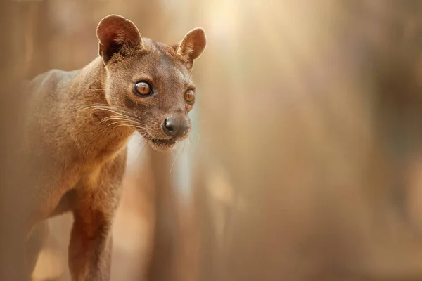 马达加斯加Fossa男性 前部捕食者 狐猴猎人的详细照片 侧视图 背光模糊的背景 棕色和橙色的阴影 马达加斯加基林迪森林濒危野生动物 — 图库照片