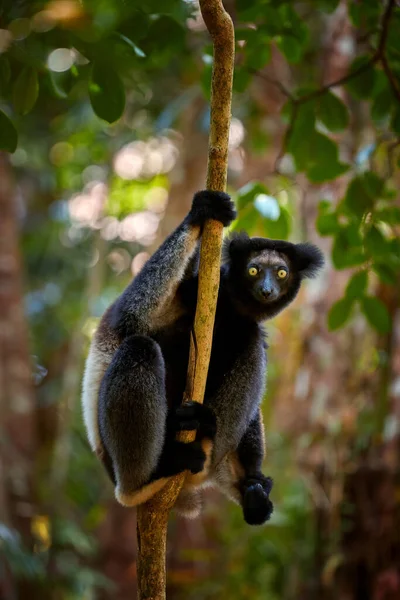Lemur Wild Lemur Indri Close View Largest Lemur Madagascar Backlit — Stock Photo, Image