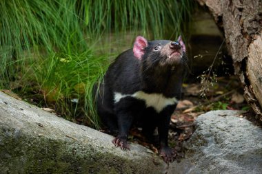 Tazmanya canavarı, Sarcophilus harrisii, Tazmanya adasının en büyük etobur keseli hayvanı. Kadın.