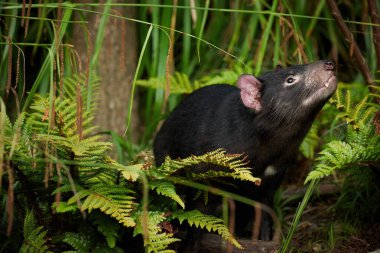 Tazmanya canavarı, Sarcophilus harrisii, Tazmanya adasının en büyük etobur keseli hayvanı. Kadın.
