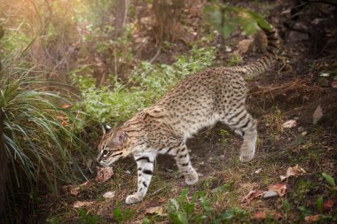 Amur or Siberian Leopard Cat, Prionailurus bengalensis euptilurus, discreet cat in its native environment of far east forest. Amur or Siberian Leopard Cat, Prionailurus bengalensis euptilurus, discreet cat in its native environment of far east forest clipart