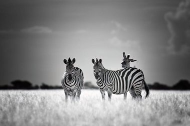 Siyah ve beyaz vahşi yaşam fotoğraf teması: bir grup zebra savanda, göz teması, sanat işleme. Poster ya da resim için uygun. Botswana 'da Moremi rezervinde fotoğraf safarisi.