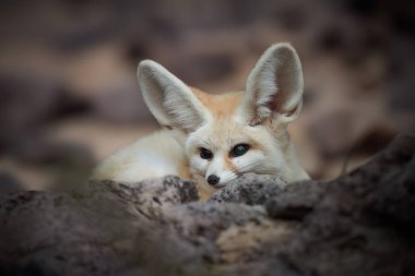 North African wildlife theme: Fennec fox, Vulpes zerda,  the smallest fox native to the deserts of North Africa. Direct eye contact, large ears, rocky desert. Sahara, Algeria.