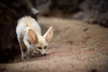 North African wildlife theme: Fennec fox, Vulpes zerda,  the smallest fox native to the deserts of North Africa. Direct eye contact, large ears, rocky desert. Sahara, Algeria.