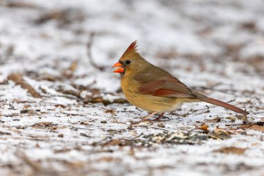 Female cardinal in wintery scene