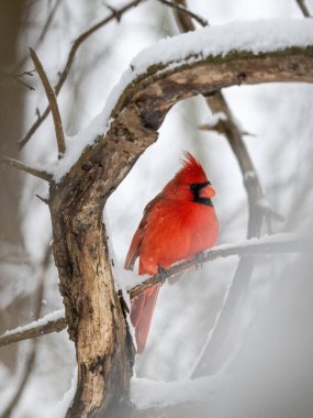 Male cardinal perched on tree branch in winter
