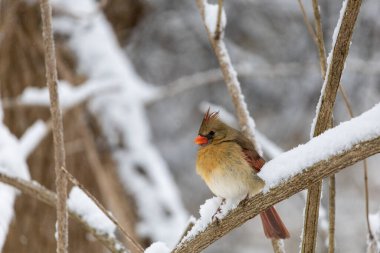 Female cardinal in wintery scene