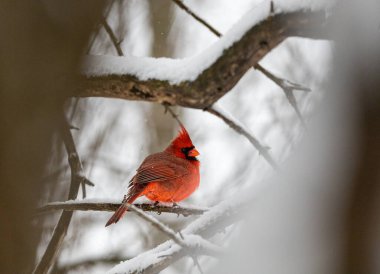 Male cardinal perched on tree branch in winter