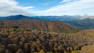 Panoramic view of the lush copper forest in the Genal valley, Andalusia